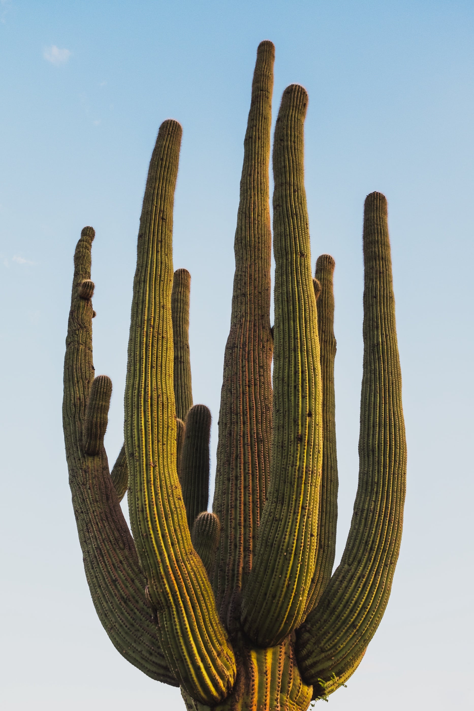 Dscf9923